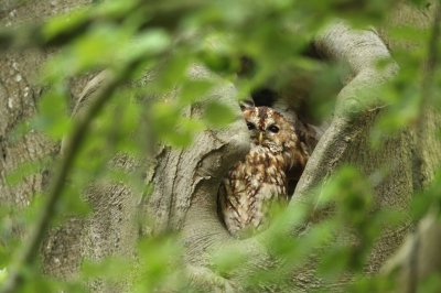 In augustus had ik een wandeling gemaakt in Vogelenzang.
En tot mijn grote verbazing zag ik een bosuil zitten in de holte van een boom.
Ben hier al vaker langsgelopen, maar had er nog nooit n gezien.
Heb uiteindelijk gezocht naar een doorkijkje tussen de takken en bladeren met dit als resultaat.