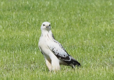 ZAG DEZE VOGEL EN HAD ZOIETS NOG NIET EERDER GEZIEN. KAN HEM MET MIJN BOEKEN OOK NIET THUIS BRENGEN. DE MAAT VAN EEN BUIZERD. WIE WEET WAT HET IS ?