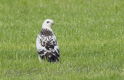 NOG EEN PLAATJE VAN DEZELFDE VOGEL DIE IK DUS NIET KAN THUIS BRENGEN. GRAAG HULP !