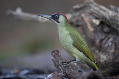 Eindelijk de Groene Specht goed kunnen vastleggen een prachtige vogel die er eens goed voor ging staan.