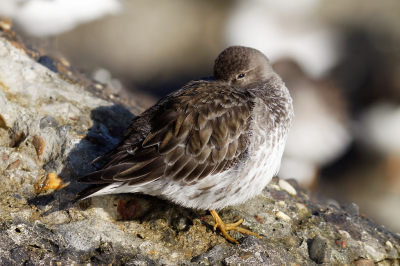 Deze Paarse Strandloper in het ochtendlicht kunnen fotograferen met mijn Canon 400mm 5.6 Lens. In een groep met tientallen kon ik deze mooi isoleren.