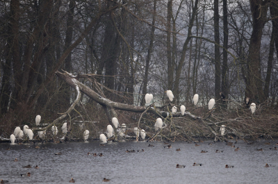 Het is uitslapen voor de grote zilverreigers. Moeilijke tijden voor zulke beesten.
Bijna alle ijs in de omtrek bevroren. En dat ze dan toch genoeg eten kunnen vinden om in leven te blijven!