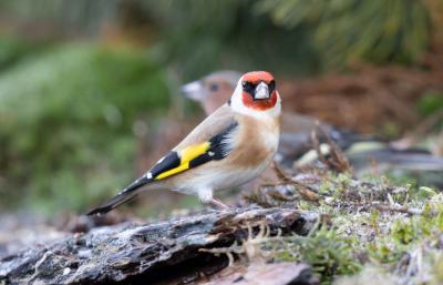 In fotohut HBN deze Putter op de plaat kunnen zetten, ik vindt het altijd een mooi vogeltje.