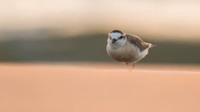 De zon begon al onder te gaan op Cape Cross, Namibia Het was erg moeilijk dit vogeltje scherp te fotograferen bij zo weinig licht. Uiteindelijk lukte het dan toch