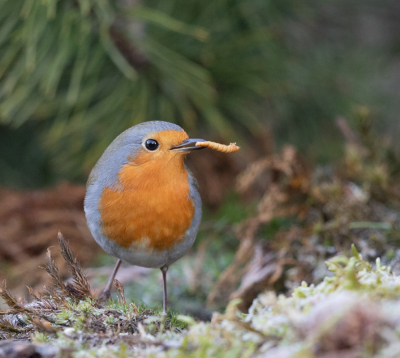 Deze Roodborst deed zich tegoed aan de worm die hij vond, prachtige omstandigheden en 15 vogelsoorten