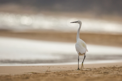 Kleine zilverreiger op een strand op Fuerteventura, het licht werd mooier en mooier