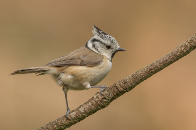 Toen ik verleden jaar op vakantie was in de Veluwe kreeg is mijn eerste kans om een kuifmees op de foto te krijgen. Een 8-tal meter en bij het afdrukken melding 'geen geheugenkaart'. Het geheugenkaartje zat nog in mijn computer. Zeker niet leuk.
Een 8 tal maand later is het me nu wel gelukt. En niet in de Veluwe. Ik ben heel tevreden over het resultaat en omdat deze opname voldoet voor de maandopdracht vond ik het wel leuk hieraan deel te nemen.