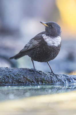 De volgende dag zat de beflijster nog in de tuin, dat gaf mij de kans om de vogel nog beter in beeld  proberen te brengen.