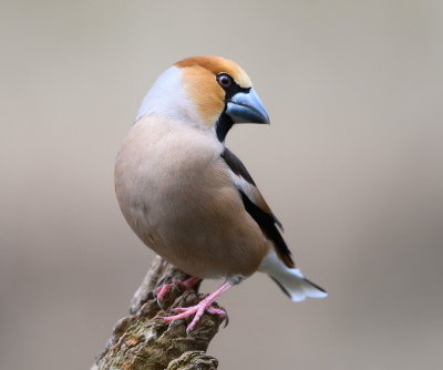 Een dag in de foto hut in Espelo, 17 vogelsoorten gespot, deze appelvink ging er eens mooi voor zitten.