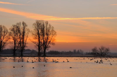 Bij het uitzoeken van foto's (inderdaad, ik loop schandalig achter) kwam ik deze sfeervolle foto tegen van knobbelzwanen op een winterse ochtend.