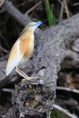 Tijdens de vakantie in Roemeni in de Donaudelta van af een boot, georganiseerde vogelreis