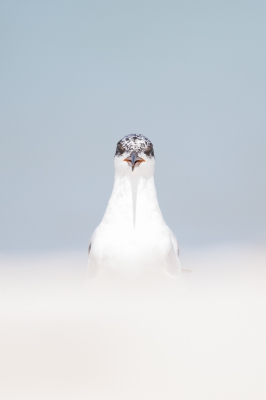 Honeymoon Beach is n van mijn favoriete plekken in Florida. Er valt altijd veel te fotograferen. Er zaten verschillende sternen op het strand, ik kon foto's nemen zonder ze te storen, totdat 3 vrouwen door de groep wandelden en alle vogels opvlogen.
Onbegrijpelijk want er was plaats zat om er rond te lopen