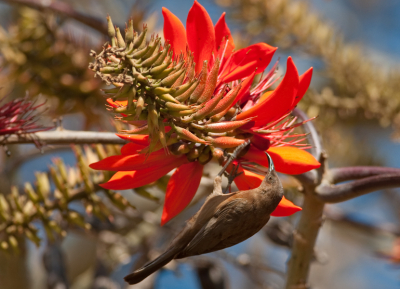 Op dit prachtige tropische eiland in de Koraalzee kan je kamperen. Voordeel is dat je 's ochtends vroeg al naar de vogels in de bloemen kan kijken. Het zit daar vol met allerlei soorten honingeters, waaronder de ietwat saaie Bruine dwerghoningeter. Dit is geen bijzondere foto. Wel bijzonder is dat dit de eerste foto van deze soort op Birdpix is.