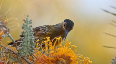 De bruinkaphoningeter is endemisch in het noorden van Queensland in Australi en komt in het regenwoud voor. Ondanks het zeer beperkte verspreidingsgebied is het diertje niet heel zeldzaam. Wel is het moeilijk te fotograferen omdat het meestal in het donkere regenwoud zit. Dit exemplaar zat gelukkig gewoon in een tuin. 
Het is de eerste foto van deze soort op birdpix