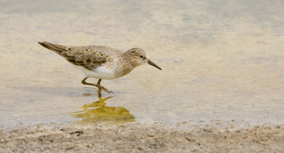 Deze strandloper liep vlak langs de weg te foerageren, zodat ik hem vanuit de auto kon fotograferen.