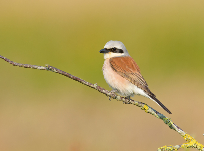 De grauwe klauwieren zijn erg laat dit jaar. Dit koppeltje heeft nog niet eens een nest. Dat is de reden dat ik ze de komende tijd met rust laat en afwacht tot er jongen zijn. Dan zijn ze beter te benaderen. Deze foto is genomen vanuit de auto in het late avondlicht.