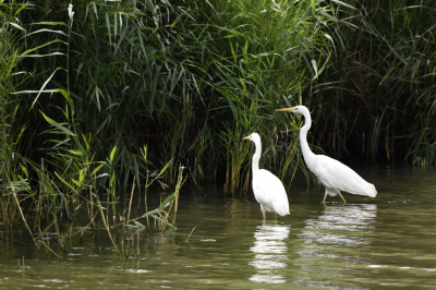 Een rustige dag genieten van de natuur rond de lepelaarsplassen en al wat voor de lens komt. Deze waren vast op zoek naar een woning.