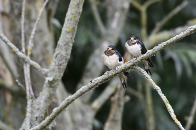 Een rustige dag genieten van de natuur rond de lepelaarsplassen en al wat voor de lens komt. Deze twee wachten op het eten van de ouders.