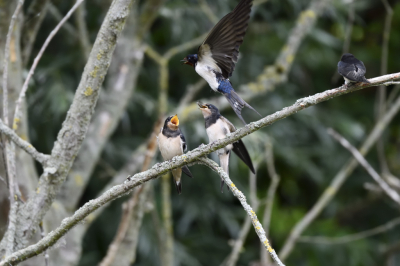 Een rustige dag genieten van de natuur rond de lepelaarsplassen en al wat voor de lens komt. Hoe oneerlijk de een wel en de ander geen eten.