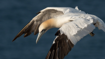 Dit jaar weer eens naar Helgoland geweest, fantastisch!
Veel foto's van de Jan-van-Genten gemaakt ik vond deze wel mooi.