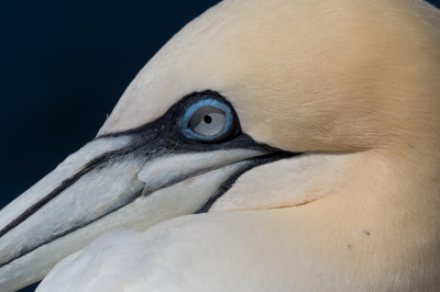 Nog een portret van de Jan-van-gent, wat is dit een prachtige vogel en eerlijk gezegd, als ik met de foto's bezig ben heb ik de geur weer in mijn neus.
Was prachtig weer en denk die blauwe ogen wil ik vastleggen. Rechts onder zie je 2 stipjes van ongemak, luizen of vlooien, je zag ze wegkruipen.