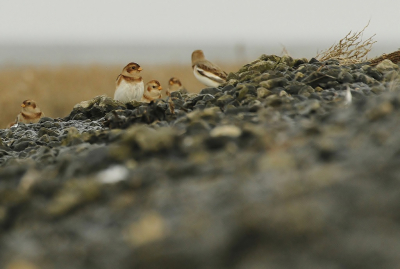 Als ik in de winter met mijn scooter over de waddendijk tuf,kom ik meestal wel grote groepen fraters en kleine groepen sneeuwgorzen tegen.Na wat sluipwerk, kon ik dit groepje fotograferen.Als ik de foto zo bekijk ( en die van Sieb),krijg ik toch weer erg veel zin in de winter!