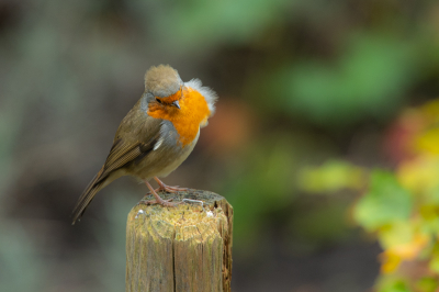 Twee weken geleden was de roodborst weer in de achtertuin, bij ons is hij/zij er alleen in herfst en winter. Laat er nu een tweede gekomen zijn en die wordt toch achterna gezeten. Twee is teveel bij roodborsten.