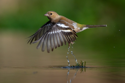 Afgelopen zaterdag eens geprobeerd om een startende vogel te fotograferen.
Ik moet zeggen dat cap pro mij goed geholpen heeft.