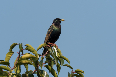 Aangezien we thuis moeten blijven ben ik maar eens de vogels in mijn tuin aan het fotograferen. Ik woon aan de rand van Sittard en krijg in mijn tuin toch de nodige soorten. Totaal sinds wij hier wonen 26 soorten.
Deze spreeuw zat heerlijk bovenin een heester in het zonnetje. Toch hebben ze een mooi pallet aan kleuren.