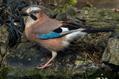 Vandaag weer vogels in de tuin gefotografeerd. Ik woon in een Vinex wijk en ben verbaasd over de soorten die voorbij komen. Sinds de 20j dat wij hier wonen toch een soort of 26.
Doordat we nu veel thuis zitten ga ik de vogels in mijn tuin fotograferen. Helaas zal dat niet altijd de top omgeving zijn maar wel de realiteit.
Deze gaai komt sinds dit jaar dopbezoek, eet zijn buikje rond aan de pinda's en gaat dan bij de vijver wat drinken.