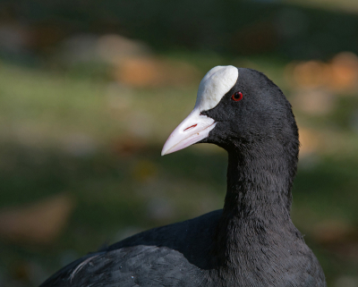 Meestal ga ik er op uit en dan zie ik wel.
Vandaag heb mezelf de opdracht gesteld een acceptabele foto van een meerkoet te maken. Ik vind dat dit goed gelukt is.