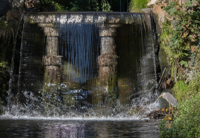 In Sonsbeek zijn twee watervallen. Een grote, waar je onderdoor en overheen kunt en een kleine. Bij deze kleine waterval stond deze jonge blauwe reiger te vissen.
Niet met heel veel succes. Voor zolang als ik het heb bekeken.