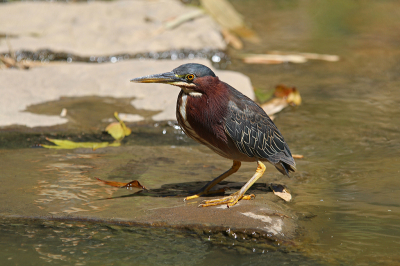 In Lankester Botanical Garden kwam ik de Groene Reiger tegen. Was niet heel schuw.