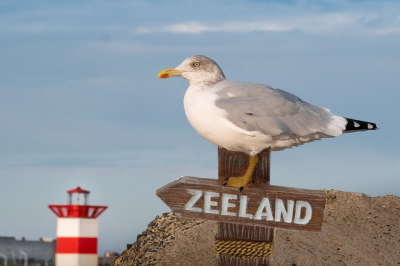 De Zilvermeeuw van Vincent i.c.m. toeristenkitsch. 
Wel is hij van Zilvermeeuw veranderd in een Geelpootmeeuw.
Dit vooral voor Josephine, die schreef dat ze dit niet kon (maar dat lijkt me sterk)