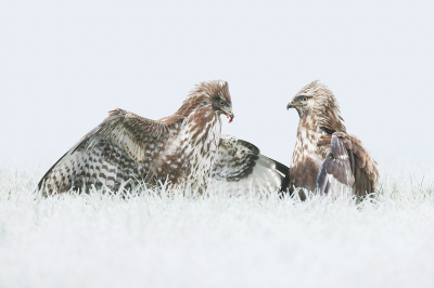 Nadat de ruigpootbuizerd een tijdje had zitten toekijken viel hij de buizerd soms aan in een poging om de prooi te bemachtigen, maar de buizerd was de baas. Na heel wat foto's vanuit de auto ben ik voorzichtig uitgestapt. Gelukkig waren ze meer met elkaar bezig dan met mij. Best een tijdje er bij kunnen liggen (megakoud), maar met winterse omstandigheden voor het eerst goed een ruigpootbuizerd fotograferen t kon minder!