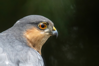 In een fotohut kwam deze sperwer voorbij. Deze foto is wel flink gecropped en met de canon R6 gemaakt. Dis was de topper van de dag