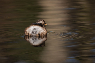 Ik blijf het grappige vogels vinden. Klein en eigenwijs. En in een park gelukkig gewend aan mensen. Wel is het nodig om je pas te verplaatsen wanneer ze onder water zijn.