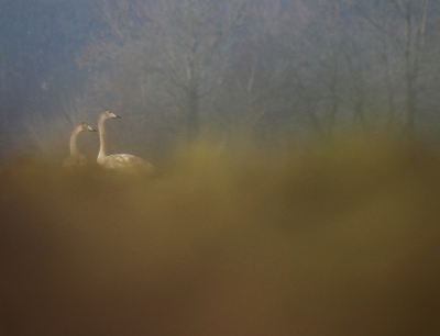 Het vlakke land van Noord-west Groningen.De wilde zwanen vertoeven er graag.
Ik ook...