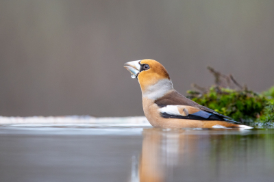 Die bewuste vrijdag was een hele regenachtige dag, s middags was het even droog maar bleef donker weer. Op eens viel een appelvink uit de lucht en ging in de plas zitten om te drinken, tja dan blijf je fotograferen en opgelucht toch iets leuks voor de lens.