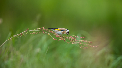 Deze putter snoept van de zuring zaadjes.
Verbazingwekkend dat zo'n stengel alleen wat doorbuigt bij het gewicht van dat vogeltje.