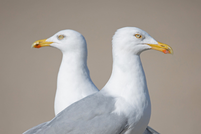 Voor de birdpixers die hun habitat aan de kust hebben is het misschien moeilijk te geloven, maar in het binnenland kom ik nauwelijks zilver- of andere grote meeuwen tegen. En ik vind ze zo mooi. Een dag vrij en daarom naar Scheveningen met als doel "maak een foto van een zilvermeeuw".