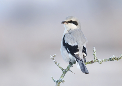 De winters zonder Klapekster zijn toch wel een stukje saaier geworden. Daarom kijk ik af en toe nog maar eens naar de foto's van 2 jaar terug. Tijdens die winter vroeg begonnen met het projectje en in de koude periode van januari 2019 veel tijd besteed aan winterse plaatjes. Hier zat ze even mooi te poseren op een berijpt takje.