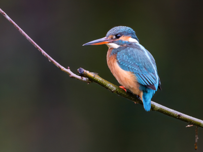 Kwam vissen op de door mij uitgezette muskietenvisjes (Gambusia affinis)