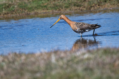 Rondje Texel leverde deze Grutto op in het koude weer met harde wind