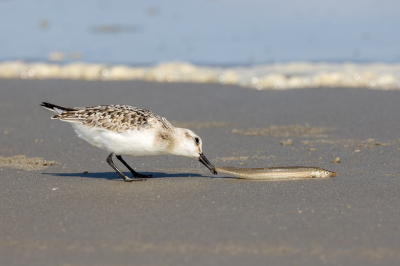 Afgelopen maandag weer enorm vermaakt met de drieteenstrandlopers. Het zijn net muizen zoals ze heen en weer over het strand rennen. Op het strand spoelde een zandspiering aan en daar had deze drieteenstrandloper wel zin in, althans denk dat het oog groter was dan zijn maag. Hij heeft aan hem geproefd en laten liggen voor wat het was.