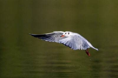 Was aan het wachten op de visarend en om de tijd te doden, waren wat kokmeeuwen aan het donderjagen. De achtergrond met het witte van de vogel kwam een leuke plaat te voorschijn.
oja visarend kwam ook voorbij :)