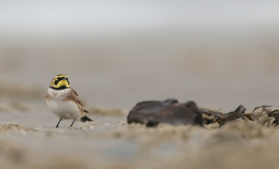 Vanochtend voor het eerst 3 strandleeuwerikken op het strand. Liggend op de buik met de camera op de pittenzak gewacht of ze inderdaad al foeragerend mijn kant op kwamen. Deze tactiek werkt over het algemeen goed. Gekozen voor wat meer ruimte om de vogel om de biotoop ook in beeld te krijgen ( er liggen o.a. nog resten van het harig mosdiertje ).