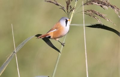 Een mooi baardman  nooit  mis wanner in de nature verschijnt