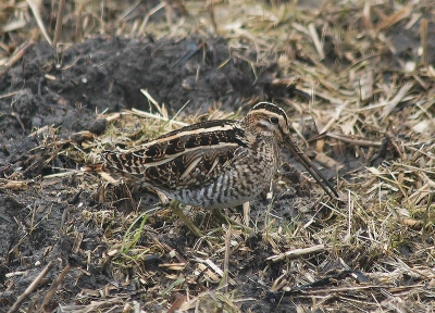 Kop koffie bij het bezoekerscentrum aan de Knardijk en daar
zaten er een paar vlak achter de ramen. Even gewacht tot de lens weer op temperatuur was (beslagen) en toch maar een paar foto's
gemaakt van achter het glas. Het val mij zelf niet tegen....