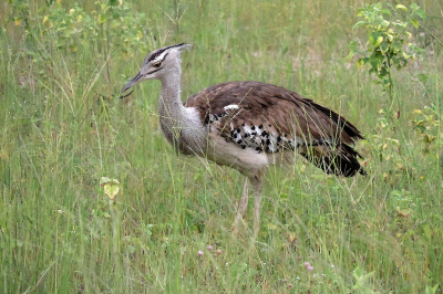 Deze Koritrap liep tussen het hoge gras, best wel ver weg. Het zijn mooie vogels